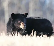  ?? COURTESY ROB EVANS ?? Russell, who had an injured hind leg, was seen for weeks last year around a field along Highway 22 and Springbank Road.