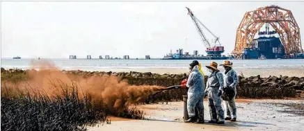  ?? ST. SIMONS SOUND INCIDENT RESPONSE ?? A shoreline cleanup team applies sphagnum moss, a natural adsorbent coating that promotes the natural breakdown process of oil, to the oil on marsh grass near Wylie Street public beach access Aug. 2.