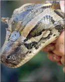  ?? The Associated Press ?? A 14-foot, 95-pound, female Burmese python is held tightly by wildlife biologist Ian Bartoszek after he captured the snake in Naples, Fla. Iguanas, Burmese pythons, monitor lizards and many other reptile invasive species have taken hold in Florida.