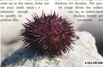  ??  ?? A SEA URCHIN