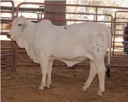  ??  ?? LEFT: Grand Champion Brahman Heifer, DON 17 241. Owned by Don Emslie, Zwarthoek Boerdery, Ellisras.