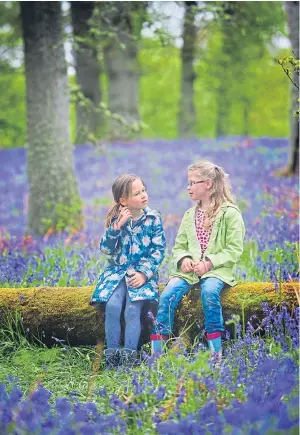  ?? Picture: Julie Howden. ?? Ballathie Bluebell Wood near Kinclaven in Perthshire – purchased by Woodland Trust Scotland.