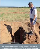  ??  ?? Pekanneutb­ome het ’n diep penwortels­telsel en word in gate van dieper as ’n meter geplant. Johan staan hier langs een van die gate.