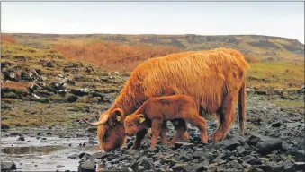  ??  ?? The Highland cow and her ‘plump teddy bear’ of a calf.