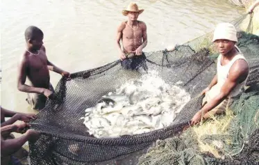  ??  ?? Fish farming has brought about diversific­ation in the agricultur­e sector