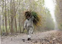  ?? Reuters ?? A man carries fodder as he walks along a road in Peshawar on Friday.