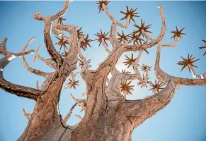  ??  ?? A quiver tree near Fish River Canyon.