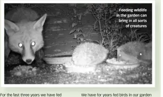  ?? ?? Feeding wildlife in the garden can bring in all sorts of creatures