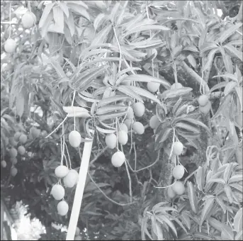  ??  ?? Best eaten with salt and pepper: Green mangoes on a tree in Enterprise