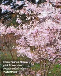  ??  ?? Enjoy flushes of pale pink flowers from Prunus subhirtell­a ‘Autumnalis’