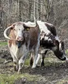  ?? Photograph: Donovan Wright ?? Longhorn cattle in the Kent woods.