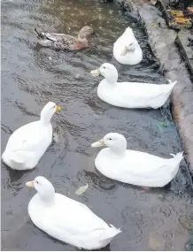  ??  ?? Rainy day. White ducks at Bath farm. By Magdalena Targonska.