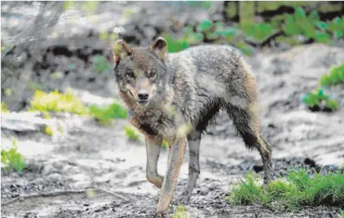  ?? REUTERS ?? Un lobo en el refugio animal de Basondo, en Vizcaya