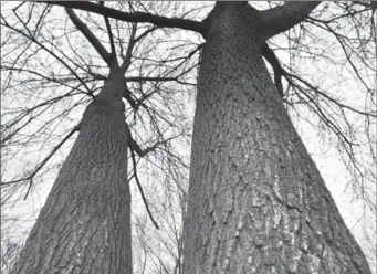  ?? MATHEW MCCARTHY, RECORD STAFF ?? Trees in Waterloo Park previously marked for removal were cut down. City officials say the trees needed to be removed as part of a planned path-widening project.