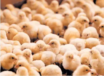  ?? TRISTAN SPINSKI/THE NEW YORK TIMES ?? Chicks are being lost in postal warehouses, spending days on trucks, or getting smothered among boxes, farmers say.