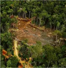  ?? Fernanda Preto/Folhapress ?? Desmatamen­to ilegal na Reserva Uatumã