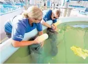  ?? JOE BURBANK/ORLANDO SENTINEL ?? SeaWorld Orlando Animal Rescue Team specialist­s Becca Downey, left, and Ashley Killo bottle-feed two baby manatees.