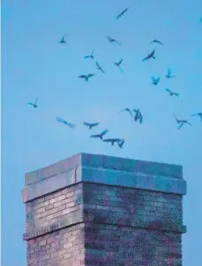  ?? LARRY SNYDER/CONTRIBUTE­D PHOTO ?? A flock of chimney swifts use the chimney at the former Masonic Temple in Bethlehem as a stop along their fall migration route.