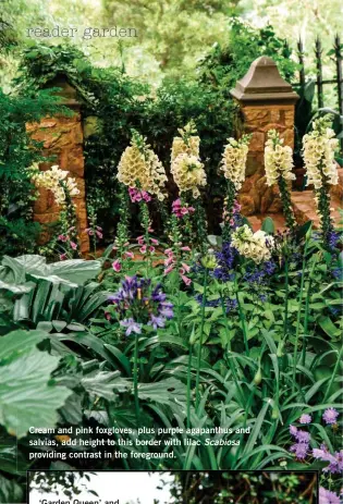  ??  ?? Cream and pink foxgloves, plus purple agapanthus and salvias, add height to this border with lilac Scabiosa providing contrast in the foreground.