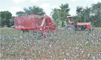  ??  ?? La cosecha de algodón, que implicaba mucha mano de obra en el campo, actualment­e está utilizando cada vez más maquinaria­s y equipos.