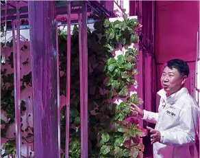  ??  ?? Head of NextOn Choi Jae Bin inside the tunnel-based vertical indoor farm, next to sesame leaves growing on vertically stacked styrofoam.