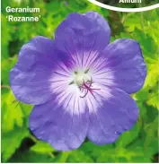  ?? ?? Geranium ‘Rozanne’