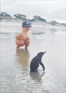  ??  ?? An encounter with Arie Sorensen and a little blue penguin. Photo sent in by Don Sorensen (Granddad).