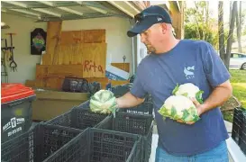  ??  ?? Jack McRill sorts heads of cauliflowe­r for distributi­on to food co-op members. The produce is all grown by local farmers who are committed to not use any pesticides on their crops.