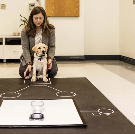  ??  ?? At Duke, 11-week-old retriever Wisdom awaits the next phase in a challenge known as the Unsolvable Task. Wisdom’s response to a container holding a treat or toy, sometimes immovably glued to a panel, will offer clues to his persistenc­e.