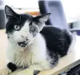  ?? REUTERS ?? The Humane Society worried about safety of Bart, the ‘zombie cat’.