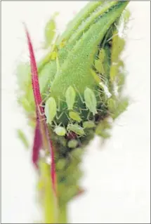  ?? Los Angeles Times ?? APHIDS are sap-sucking insects. Colonies of cabbage aphids like to feast on broccoli, kale and Brussels sprouts in particular.