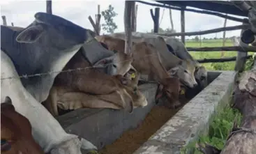  ?? ?? A cattle pen fattening project in Mazoe, Mashonalan­d Central province. Source: PiggyBankA­dvisor.