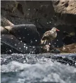  ??  ?? Una especie difícil de ver. Aquí se mostró en el maravillos­o río Lipeo.