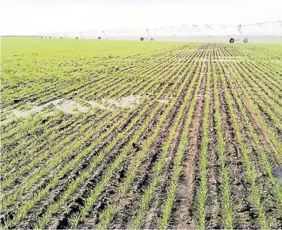  ??  ?? NACIENDO. UN LOTE DE TRIGO CON RIEGO. EL CEREAL SE IMPLANTA FUNDAMENTA­LMENTE COMO CULTIVO DE COBERTURA.