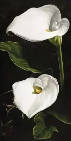  ??  ?? Calla Duet, acrylic, 48 x 24" (122 x 61 cm)
This compositio­n is a gem I found in a larger reference photo through playful cropping. I love how the callas and leaves seem to be emerging as light from the darkness. Simple, yet elegant. The gentle rhythm of the shadows on the blooms and leaves creates a visual duet.