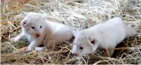  ?? Supplied photo ?? The two white lion cubs at Dubai Safari. —