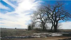  ?? NATI HARNIK / THE ASSOCIATED PRESS FILES ?? Trees dominate a field through which the Keystone XL pipeline is planned to run near Bradshaw, Neb.