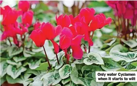  ?? ?? Only water Cyclamen when it starts to wilt