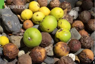  ??  ?? Peligroso y útil a la vez.
Ingerir los frutos del manzanillo ( 1) puede ser letal para animales y personas, a excepción de especies como la iguana rayada ( 3), inmune a su veneno. Sin embargo, el forbol que contiene el látex tóxico de este árbol...