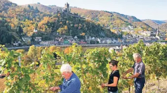  ??  ?? Je günstiger das Klima, desto höher die Reife – beziehungs­weise je später die Lese, desto höher ist das Mostgewich­t und desto gehaltvoll­er der Wein.