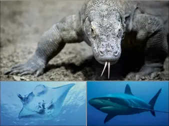  ?? (Photos AFP et DR) ?? Les dragons de Komodo, les raies et les requins sont victimes de l’activité humaine.