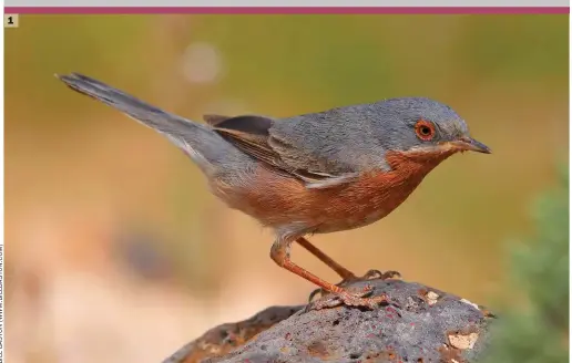  ??  ?? 1 Male Western Subalpine Warbler (Fuertevent­ura, Spain, 25 February 2020). Male subalpine warblers are both beautiful and a challenge. They can be enjoyed simply for their attractive colours or studied more closely to attempt to identify them to species. This bird, photograph­ed in the Canary Islands, will be a Western Subalpine based purely on its location, but the wholly orange-hued underparts support this identifica­tion.