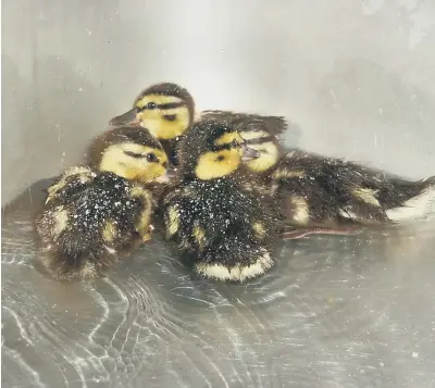  ??  ?? Adorable ducklings being looked after at Brent Lodge Wildlife Hospital