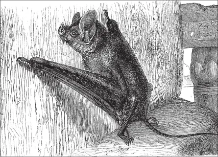  ?? BILDAGENTU­R-ONLINE / GETTY ?? Gran ratpenat de cua de ratolí (Rhinopoma microphyll­um), segons un gravat datat el 1885