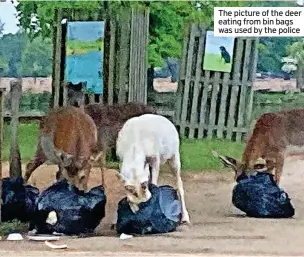  ?? ?? The picture of the deer eating from bin bags was used by the police