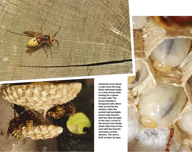  ??  ?? Clockwise from above: a male (note the long black antennae) basks on a tree stump while looking for a queen to mate with. The larvae develop in hexagonal cells where they are fed by the workers. Note the protein ball (probably insect wing muscle) that has been brought to the nest. Larvae of the hornet rove-beetle, which often lives in the nest with the hornets and feeds on their detritus. The nest is built up layer by layer.