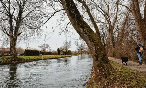  ?? Foto: Peter Fastl ?? Die Stadt will die Bäume am Herrenbach entfernen – aus Sorge vor einem Hochwasser.