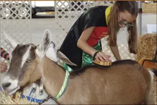  ??  ?? Sara Temores, 10, grooms one of the two goats on display in Burning Bush Internatio­nal’s petting booth at Sunday night’s Celebrate Light event at First Christian Church of El Centro. PHOTO TOM BODUS