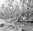  ?? DANIEL ACKER/BLOOMBERG ?? Hurricane Irma damaged or destroyed many orange trees, including these in Frostproof.