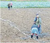  ?? / ARCHIVO ?? esto, productore­s pueden disponer de agua para sus tierras.